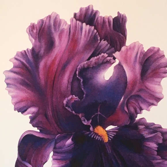 PAGAN DANCE BEARDED IRIS Giclee print on premium paper - Picture 6 of 6